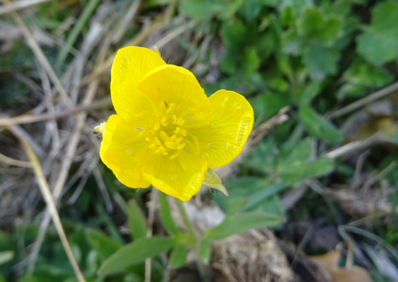 Ranunculus montanus ?